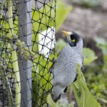 Anti Bird Deterrent Spikes - Image 3